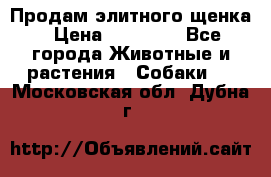 Продам элитного щенка › Цена ­ 30 000 - Все города Животные и растения » Собаки   . Московская обл.,Дубна г.